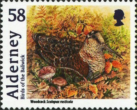 Woodcock (Scolopax rusticola) 