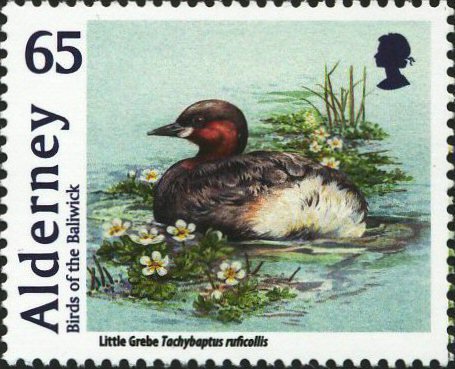 Little Grebe (Tachybaptus ruficollis) 