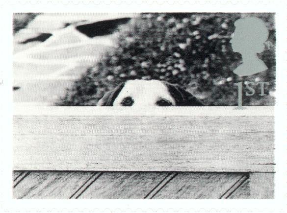 Dog Behind Fence