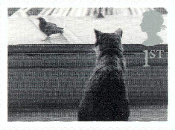 Cat watching Bird