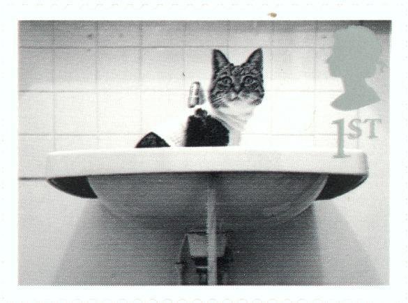 Cat in Washbasin
