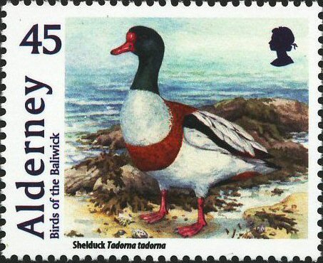 Shelduck (Tadorna tadorna) 