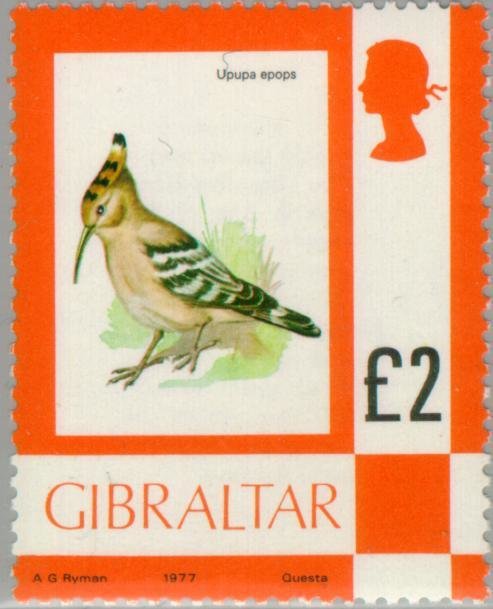 Eurasian Hoopoe (Upupa epops)