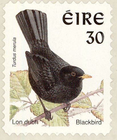 Common Blackbird (Turdus merula)