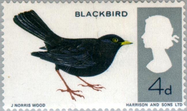 Common Blackbird (Turdus merula)