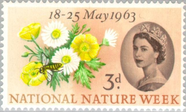 Buttercup, Common Daisy, Honey Bee (Apis sp.)