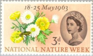 Buttercup, Common Daisy, Honey Bee (Apis sp.) - Phosphor