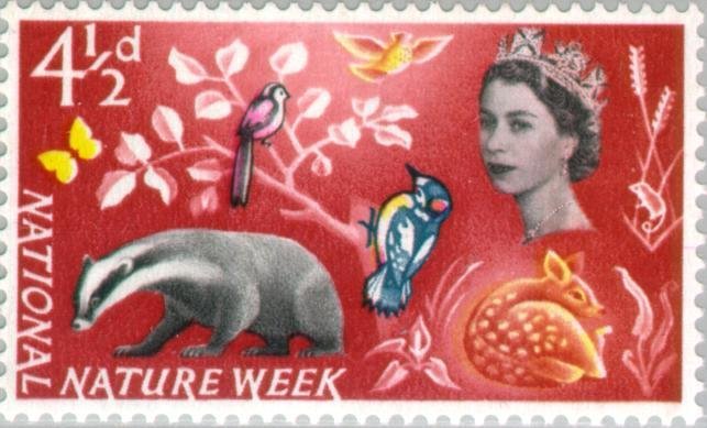 European Badger (Meles meles), Roe Deer (Capreolus capreolus