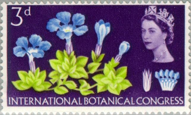 Spring Gentian