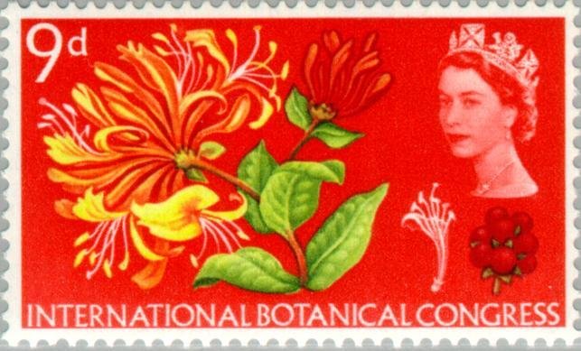 Honeysuckle