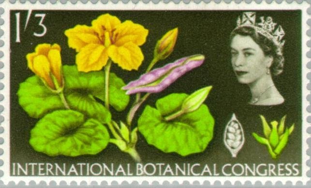 Fringed Water Lily (phosphor)