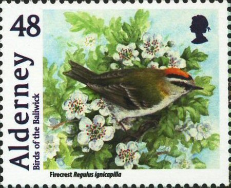 Common Firecrest (Regulus ignicapillus)