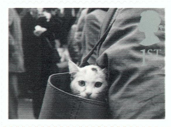 Cat in Handbag