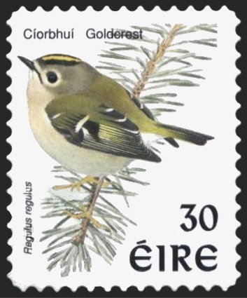 Goldcrest (Regulus regulus)