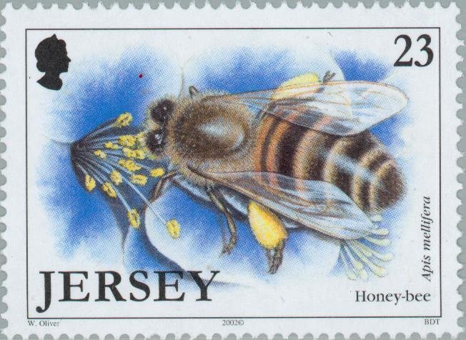 European Honey Bee (Apis mellifera)