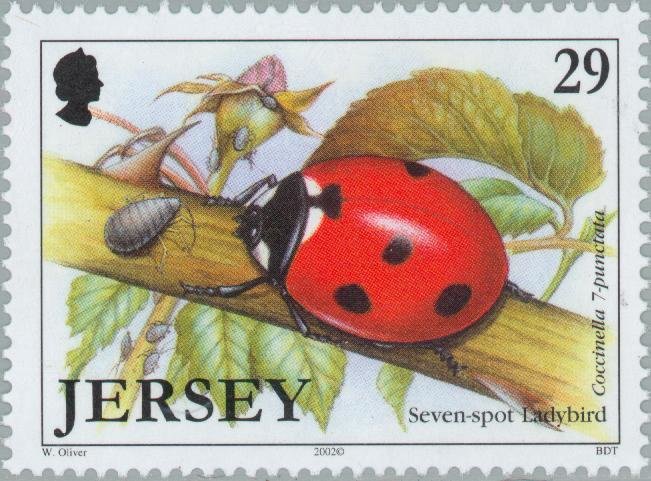 Seven-Spot Ladybird (Coccinella septempunctata)