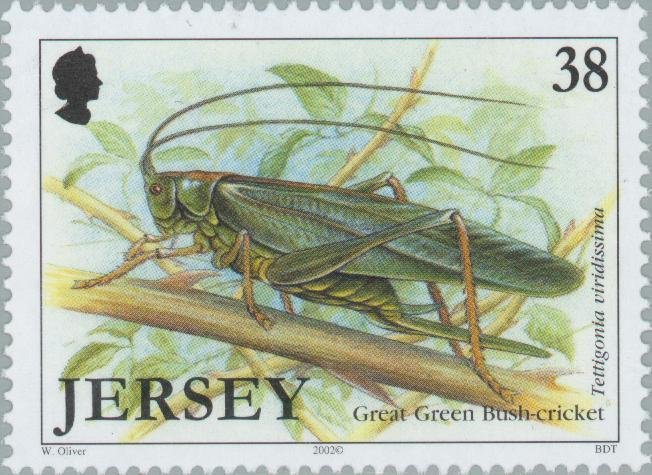 Great Green Bush-Cricket (Tettigonia viridissima)