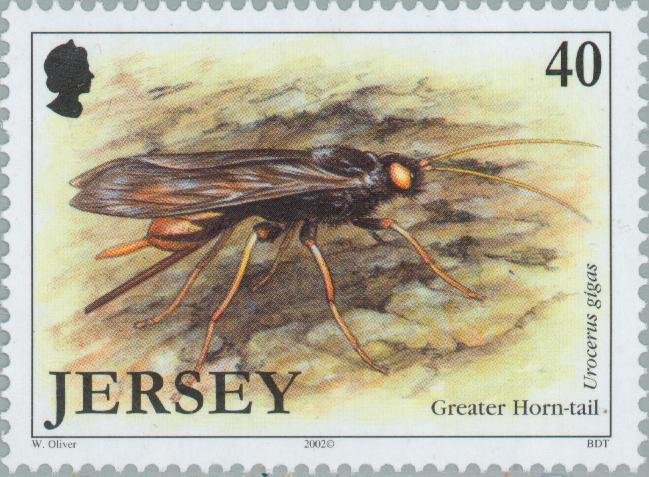 Greater Horntail (Urocerus gigas)