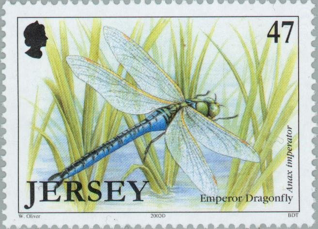 Emperor Dragonfly (Anax imperator)
