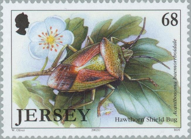Hawthorn Shield Bug (Acanthosoma haemorrhoidale)