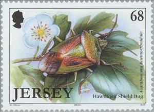 Stamp, Hawthorn Shield Bug (Acanthosoma haemorrhoidale), Jersey,  , Insects, Animals (Fauna)