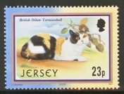 British Dilute Tortoiseshell (Felis silvestris catus)