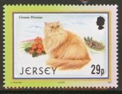 Cream Persian (Felis silvestris catus)