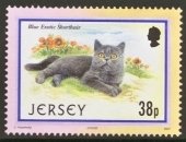 Blue Exotic Shorthair (Felis silvestris catus)
