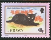 Black Smoke Devon Rex (Felis silvestris catus)