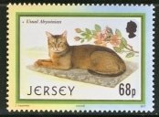 Usual Abyssinian (Felis silvestris catus)