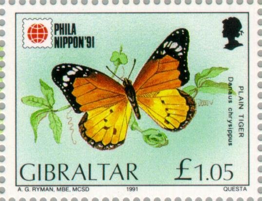 Plain Tiger (Danaus chrysippus)