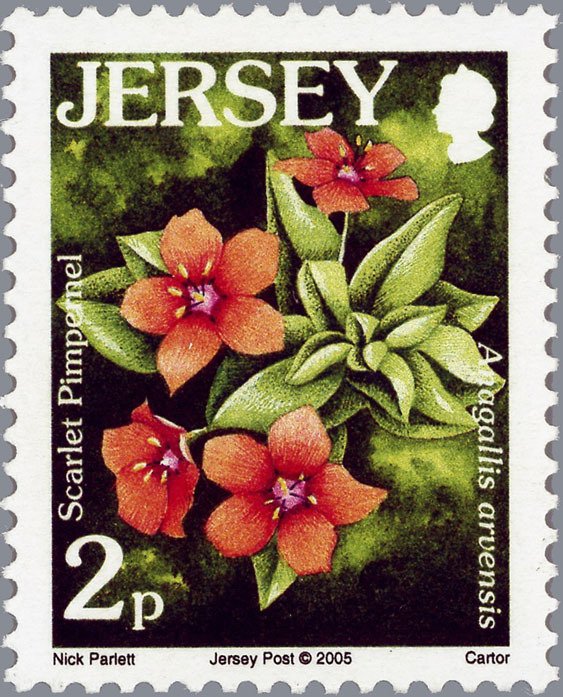 Scarlet Pimpernel - Anagallis arvensis