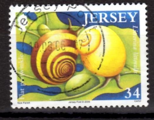 Common Periwinkle (Littorina littorea)
