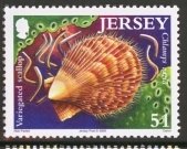 Variegated Scallop (Chlamys varia)