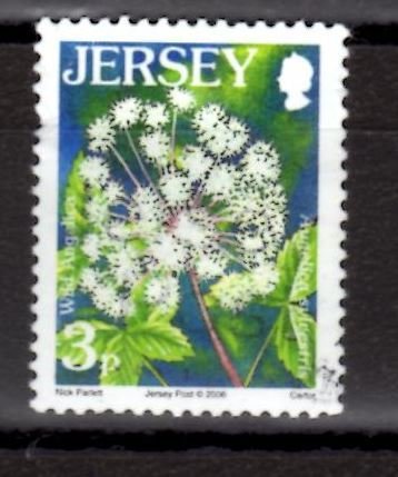Angelica - Angelica sylvestris 