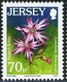 Ragged Robin - Lychnis flos-cuculi 