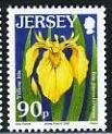 Yellow Iris - Iris pseudacorus 
