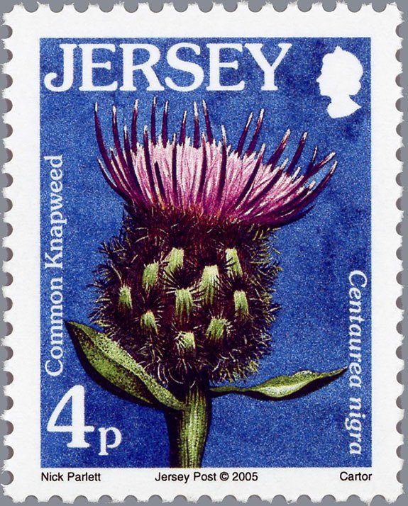 Knapweed - Centaurea nigra