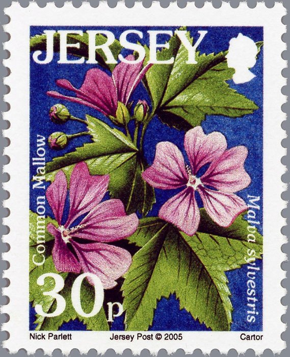 Mallow - Malva sylvestris