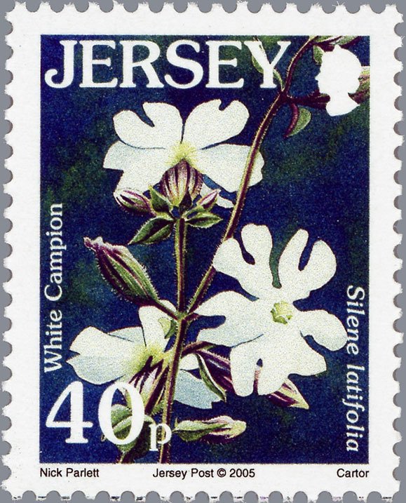 White Campion - Silene latifolia