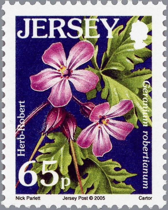 Herb-robert - Geranium robertianum