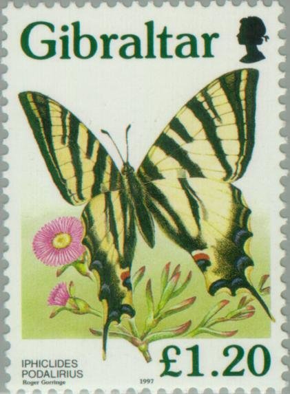 Scarce Swallowtail (Iphiclides podalirius)