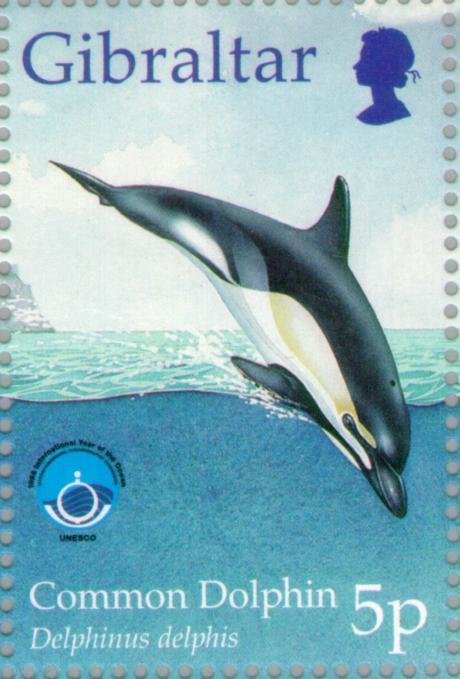 Common Dolphin (Delphinus delphis)