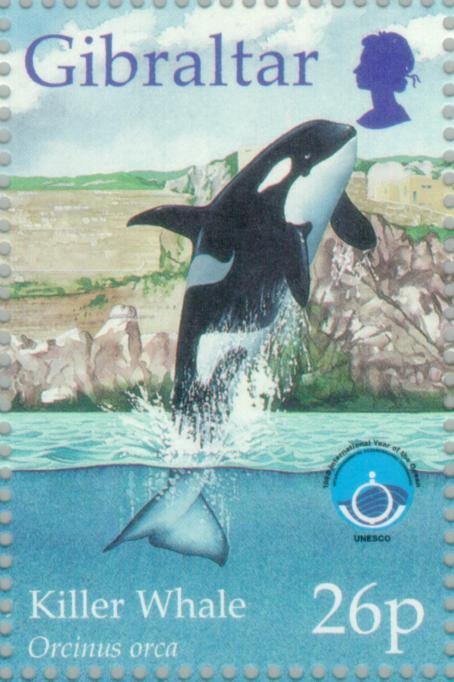 Killer Whale (Orcinus orca)