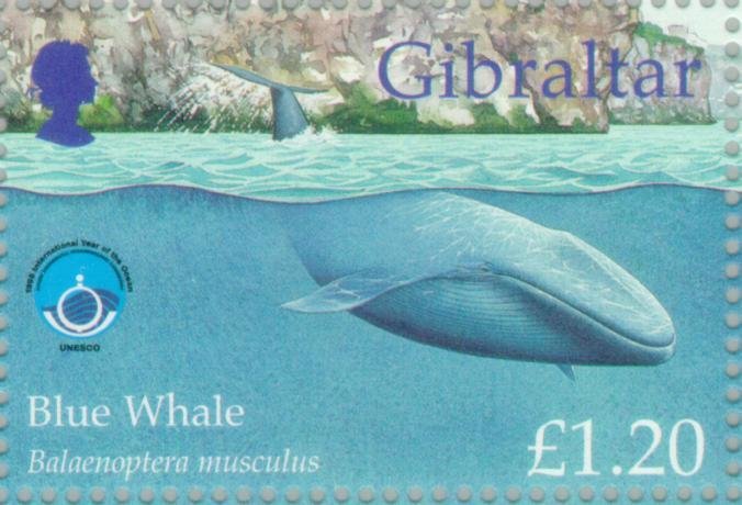 Blue Whale (Balaenoptera musculus)