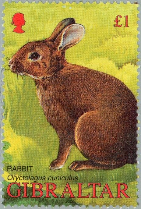 Rabbit (Oryctolagus cuniculus)