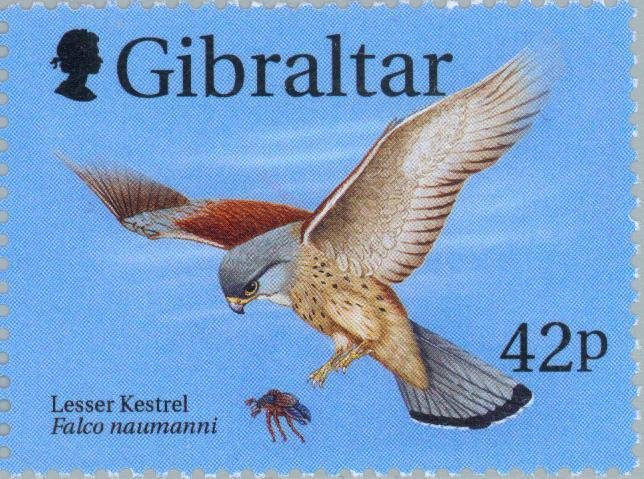 Lesser Kestrel (Falco naumanni)