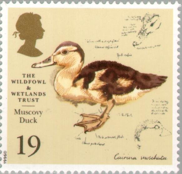 Muscovy Duck (Cairina moschata)