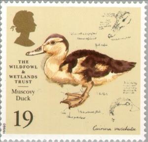 Stamp, Muscovy Duck (Cairina moschata), United Kingdom of Great Britain & Northern Ireland,  , Birds, Ducks, Environment Protection, Animals (Fauna), Anniversaries and Jubilees