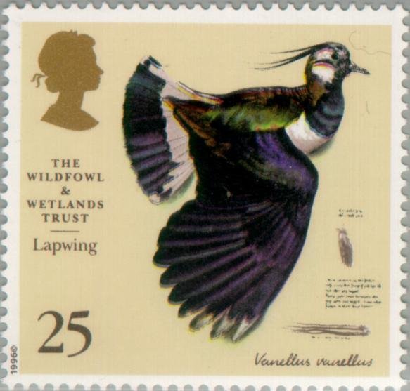 Northern Lapwing (Vanellus vanellus)